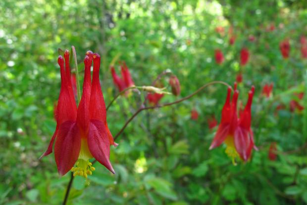 Aquilegia canadensis
