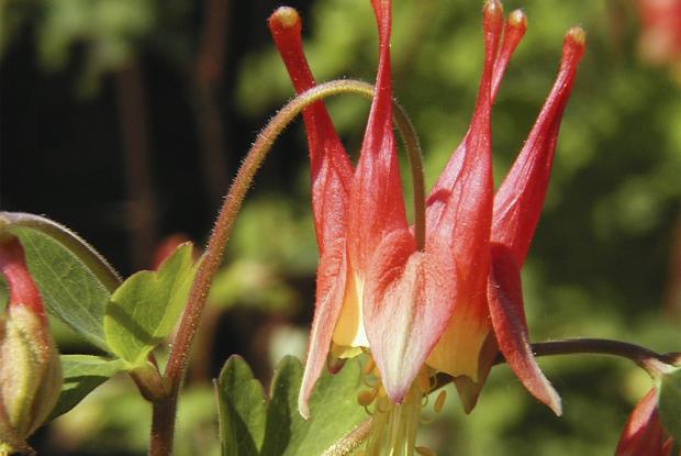 Aquilegia canadensis