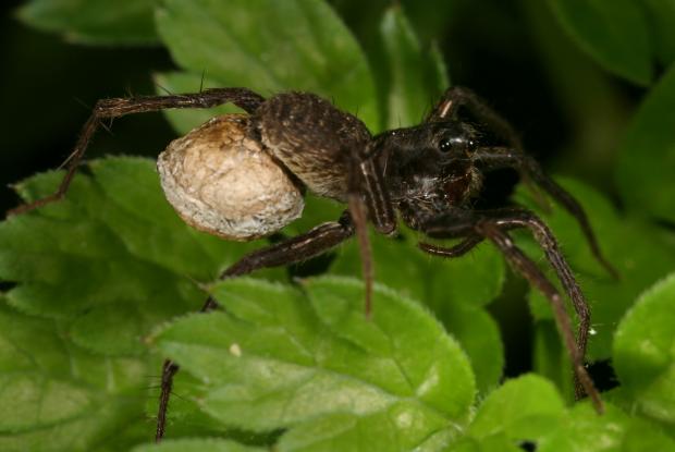 Spider, Québec, Canada.