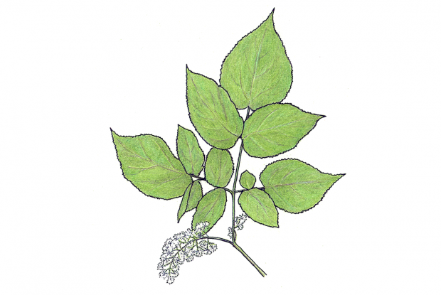 Aralia racemosa