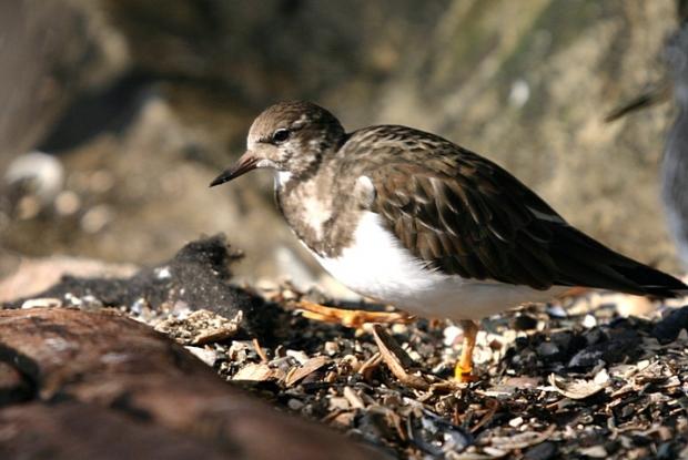 Arenaria interpres