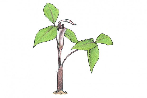Arisaema triphyllum (anc.: Arisaema atroruben)