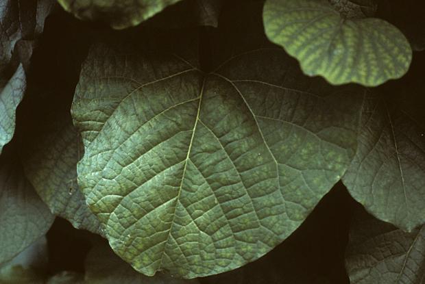 Aristolochia macrophylla