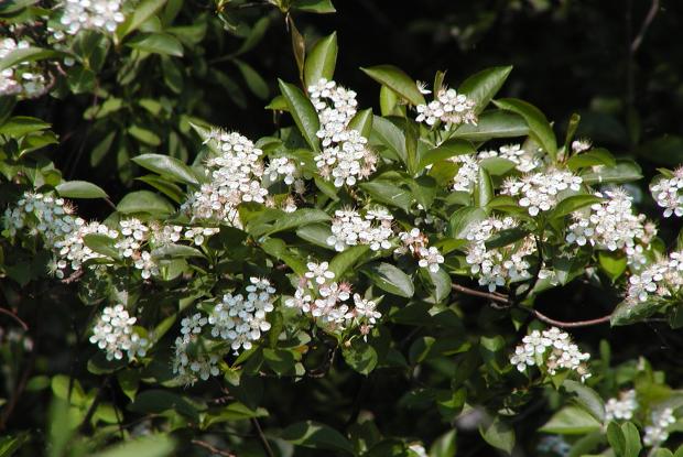 Aronia melanocarpa
