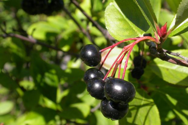 Aronia melanocarpa