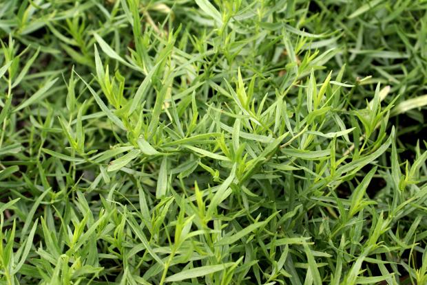 Artemisia dracunculus 'Sativa'