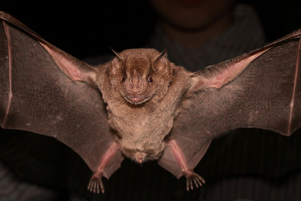 Artibeus jamaicensis