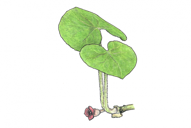 Asarum canadense