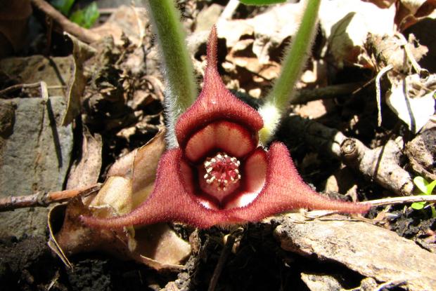 Asarum canadense