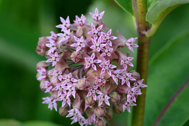 Asclepias syriaca