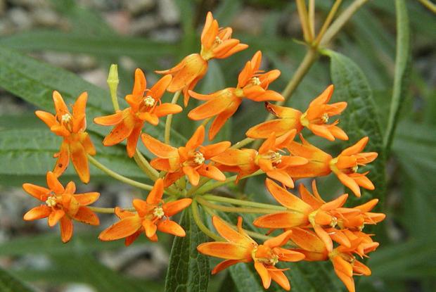 Butterfly milkweed