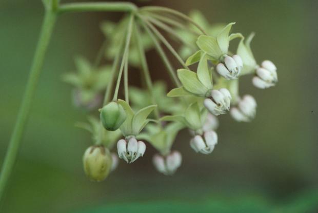 Poke milkweed
