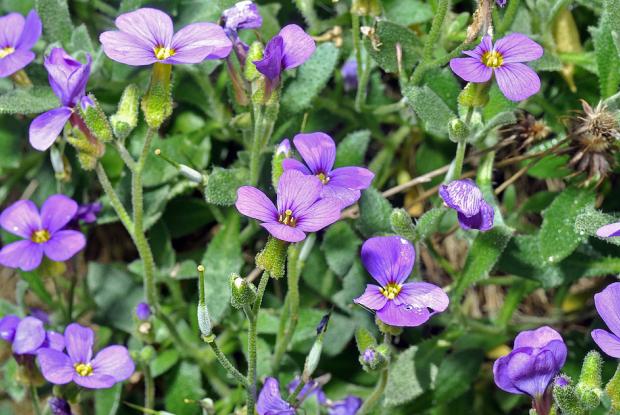 Aubrieta deltoides