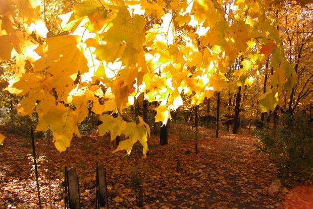 First Nations Garden in autumn.