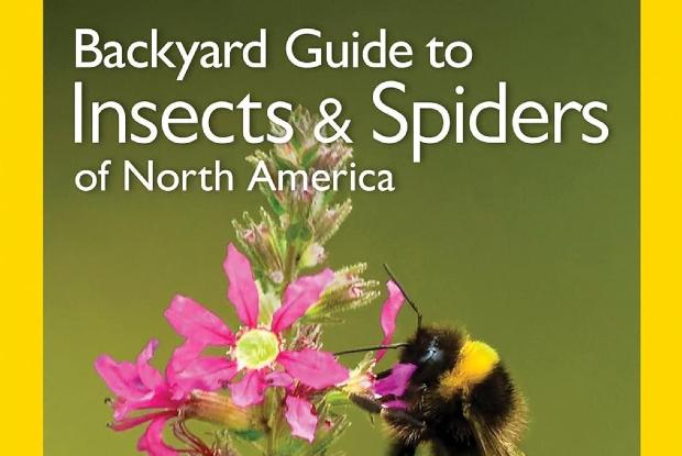 Book cover of the Backyard Guide to Insectes & Spiders of North America