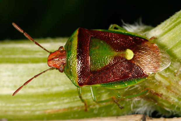 Banasa dimidiata, Québec, Canada.