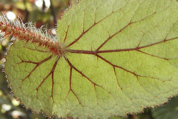 Begonia engleri