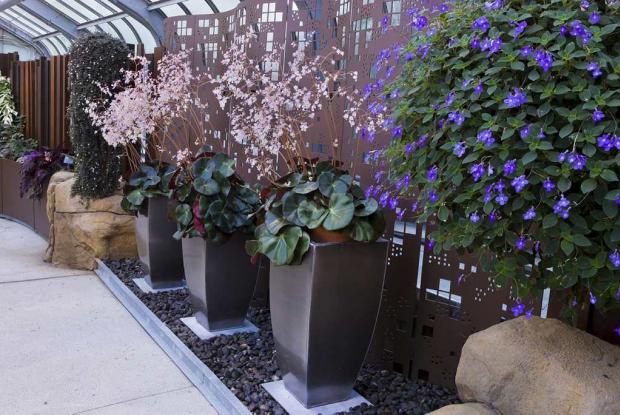 Begoniaceae and Gesneriads Greenhouse Begoniaceae and Gesneriads Greenhouse
