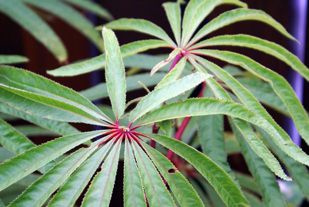 Begonia luxurians