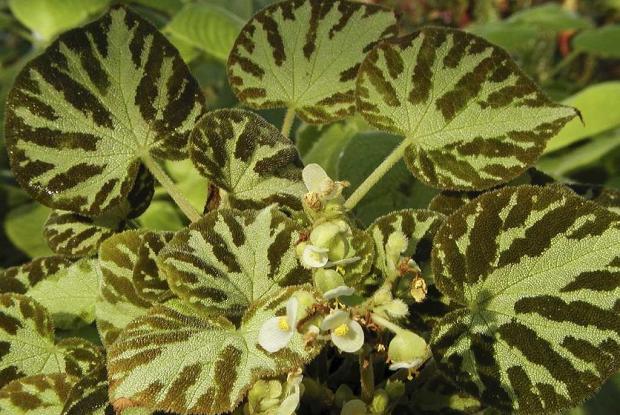 Begonia 'Otto Forster'