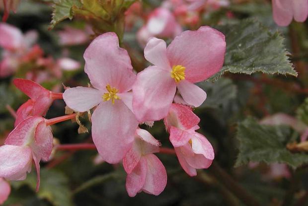Begonia 'Richmondensis'