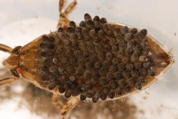 Belostoma sp..