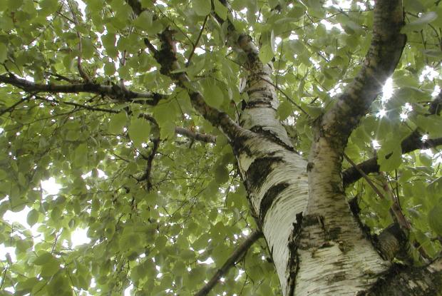 Betula papyrifera.