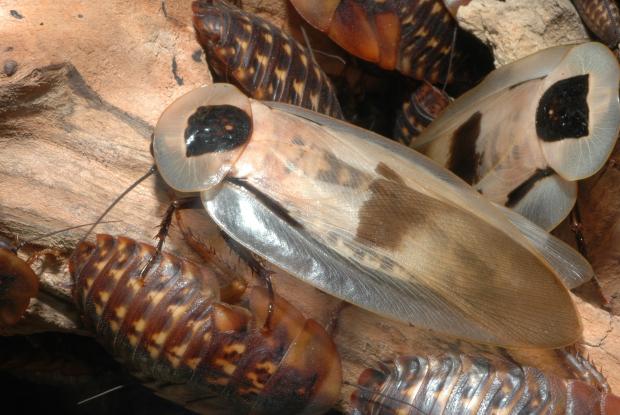 Blaberus giganteus
