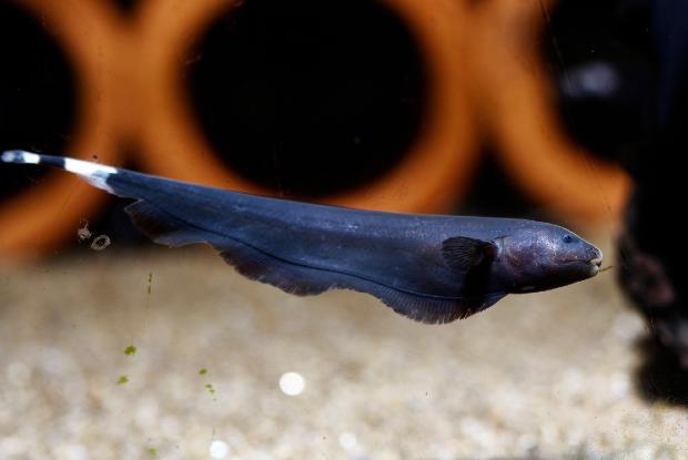 Black ghost knifefish