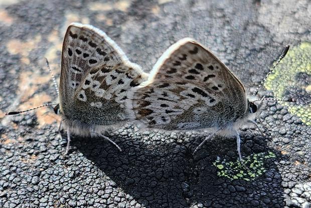 Deux papillons bleu arctique