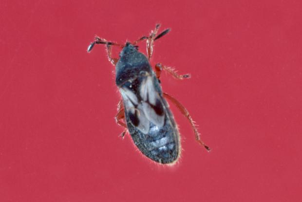 Blissus leucopterus hirtus