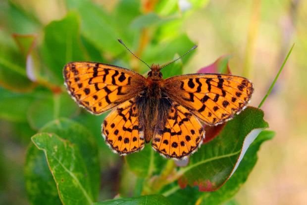 Un papillon boloria pourpré