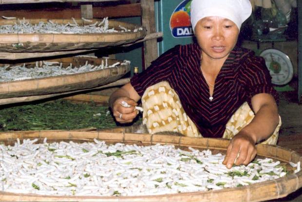 Élevage de vers à soie, Vietnam.