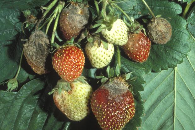 Botrytis cinerea