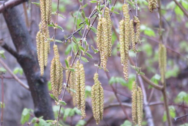 Chatons de bouleaux jaunes