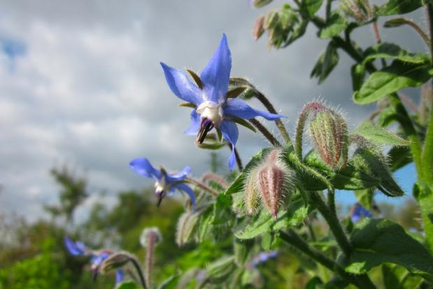 Common borage