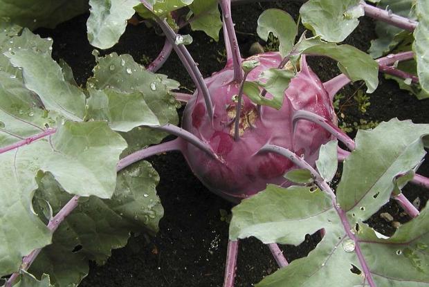 Brassica oleracea (gr. Gongylodes) 'Early Purple Vienna'