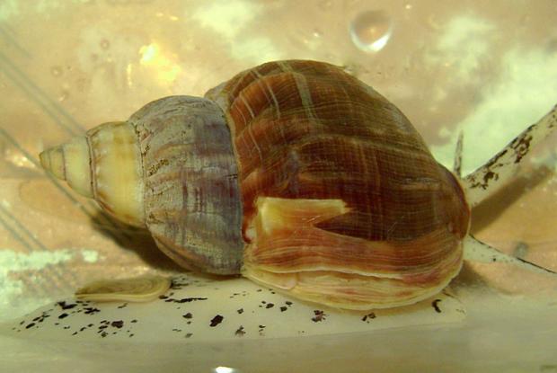 Buccinum undatum