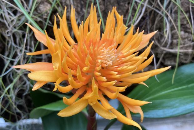 Fleur de Burbidgea schizocheila