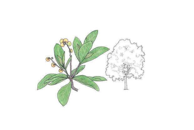 Byrsonima crassifolia (L.) Rich.