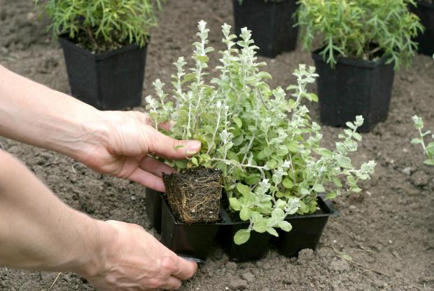 Transplanting annuals