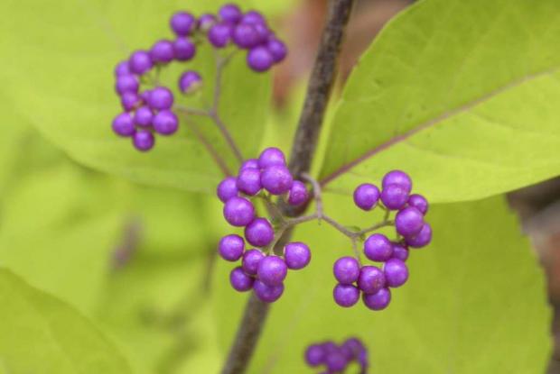 Callicarpa japonica var. luxurians