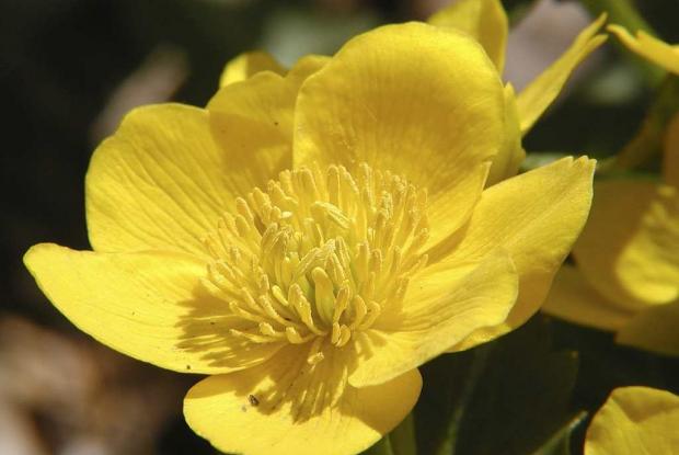 Caltha palustris