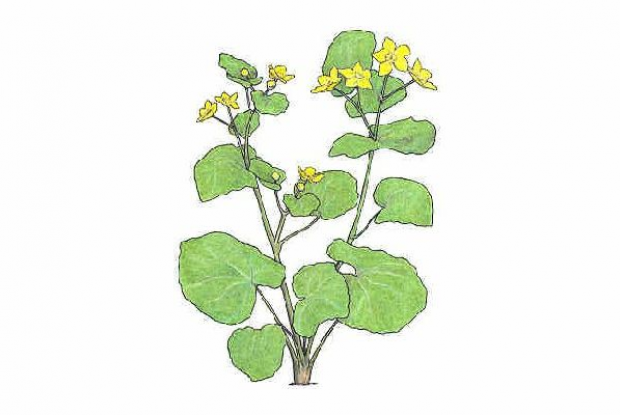 Caltha palustris
