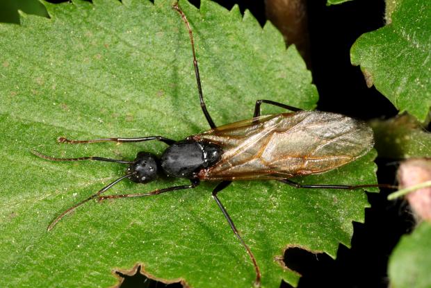 Camponotus, sp. Québec, Canada.