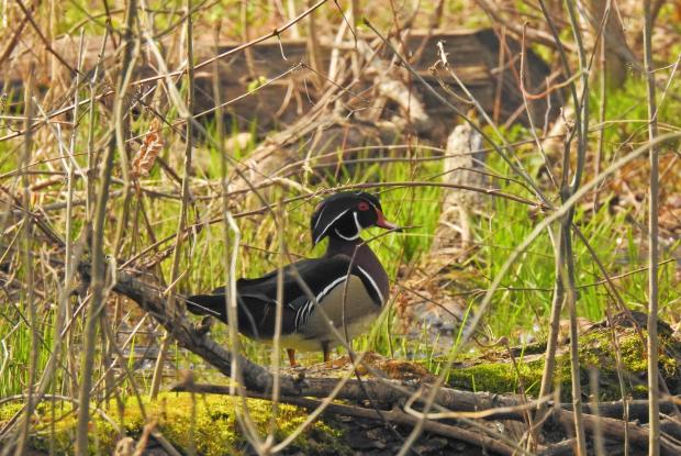 wood duck