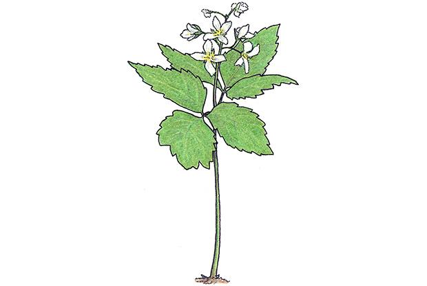 Cardamine dyphylla (anc.: Dentaria diphylla)
