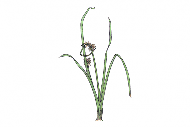 Carex spp.