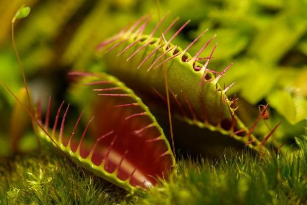 Investigation: Les plantes carnivores s'expliquent!