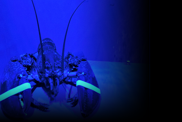 Des microalgues pour une pêche au homard écoresponsable?